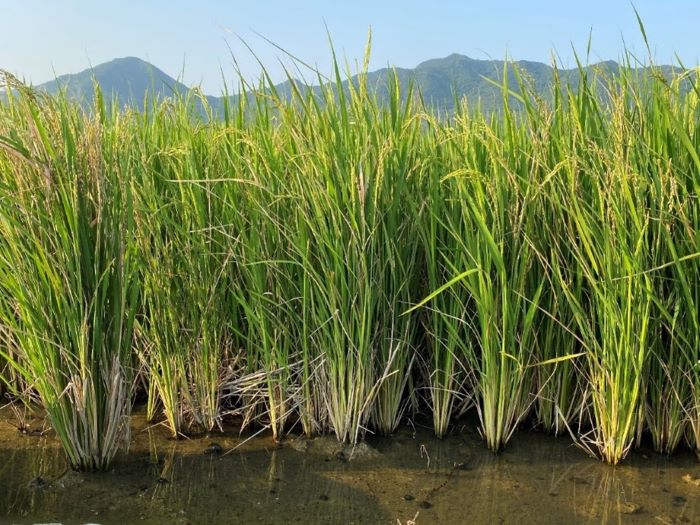 Agriculture / Le riz pérenne comporte des gènes de riz sauvage africain et réduit de moitié le coût de production