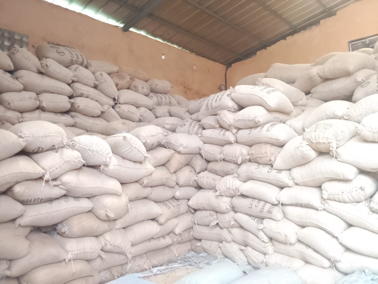 Alepé / 3 400 tonnes de cacao bloquées : Le cri de détresse des producteurs face aux stocks dormants