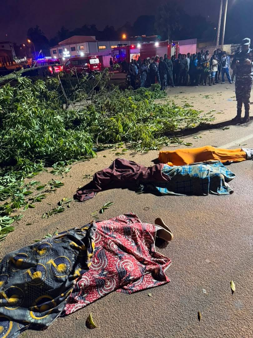 Bouaké : le fromager centenaire s'effondre et fauche trois vies
