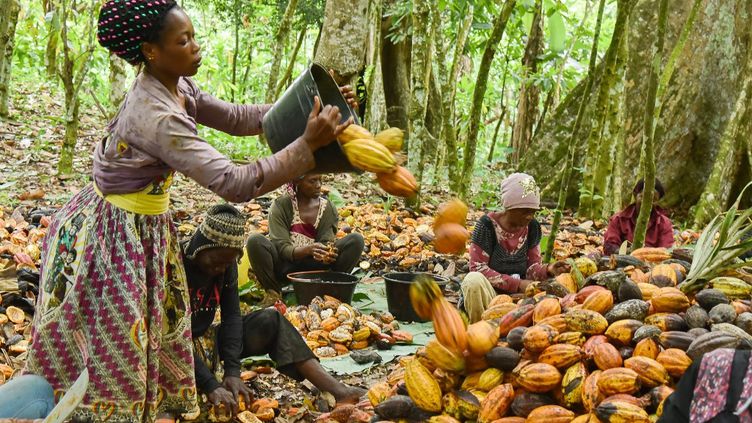 Bruxelles / Défense des producteurs : La Côte d'Ivoire et le Ghana boycottent un sommet sur le Cacao