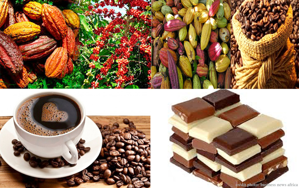 Café-cacao : la Côte d’Ivoire fixe le cap à 1 200 FCFA pour le cacao et 1 300 FCFA pour le café