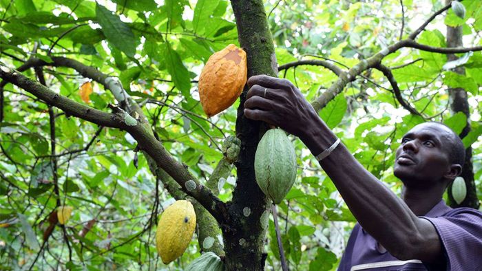 Côte d’Ivoire / 934,95 milliards de FCFA distribués aux producteurs de cacao à fin septembre 2022