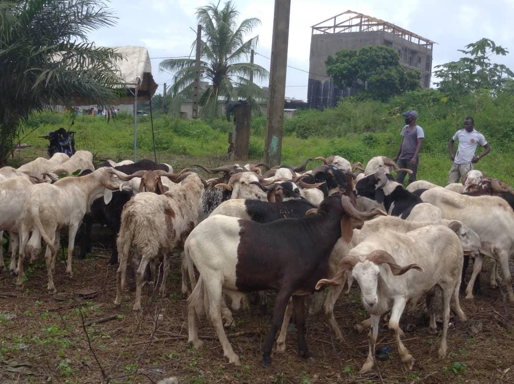 Côte d’Ivoire / Abobo : Le marché à bétail de N’dotré ouvert