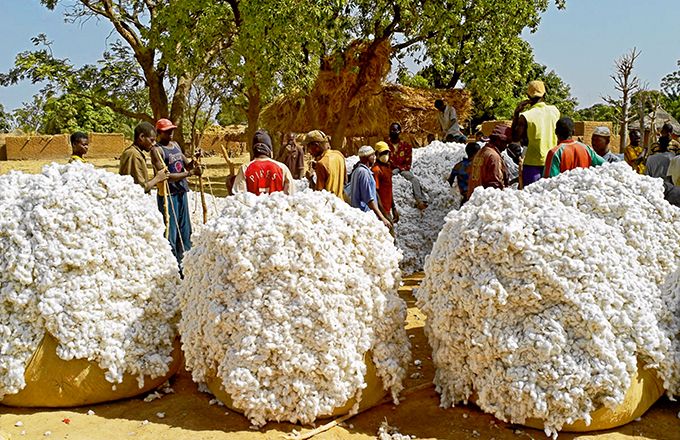 Côte d’Ivoire / Campagne agricole 2025-2025 : Le prix du kilogramme du coton fixé à 310 FCFA