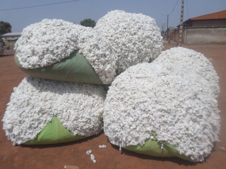Côte d’Ivoire / Campagne Coton 2022 – 2023 / Le gouvernement fixe le prix du kilogramme à 310 FCFA