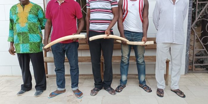 Côte d’Ivoire / Cinq présumés trafiquants interpellés à Anyama et à Abobo avec 3 ivoires d’éléphants