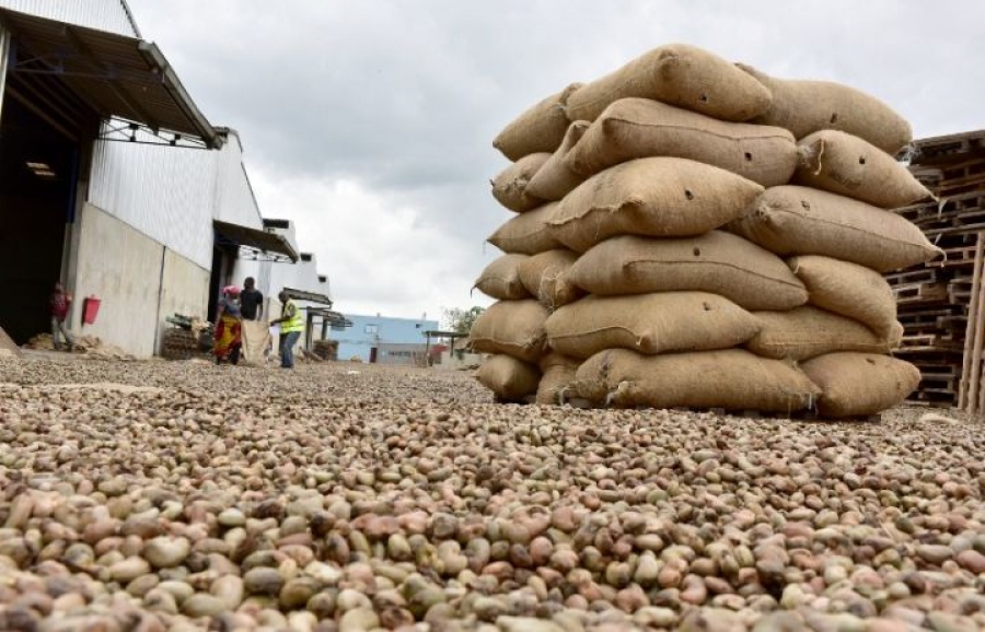 Côte d’Ivoire / Commercialisation de la noix de cajou : Une vente record de 1.464.000 t réalisée en 2025