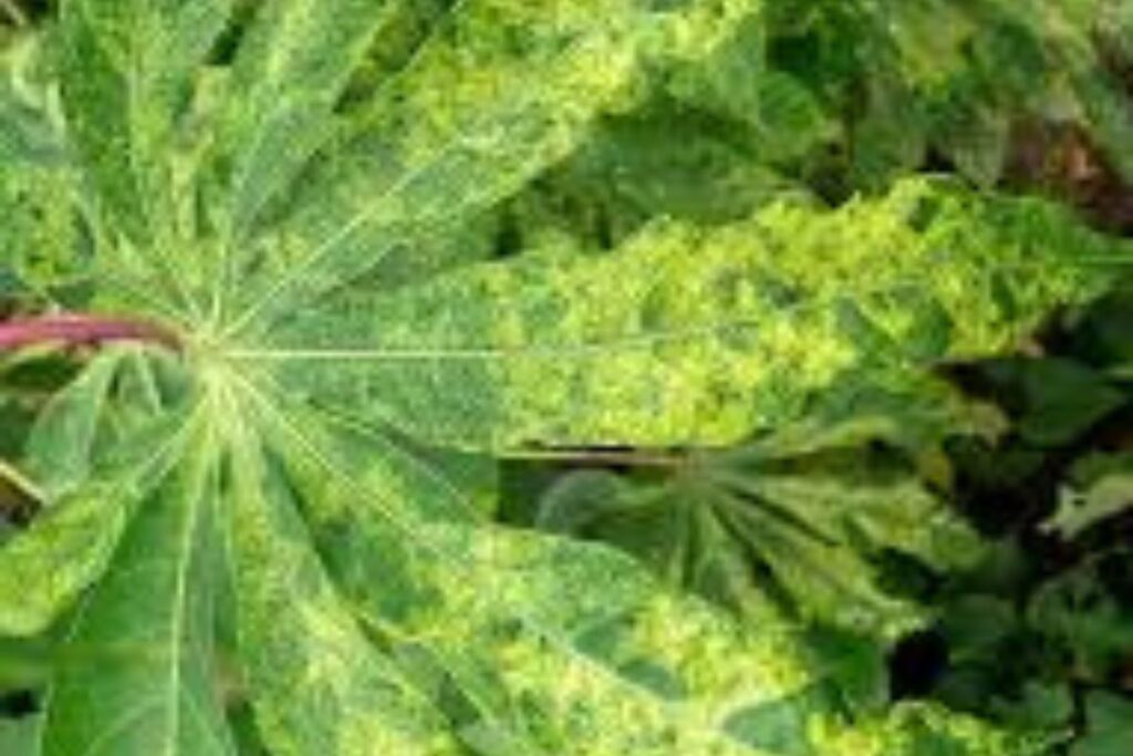 Côte d’Ivoire / Détection d’un virus ougandais dans l’ouest du pays : Menace sur la production de manioc