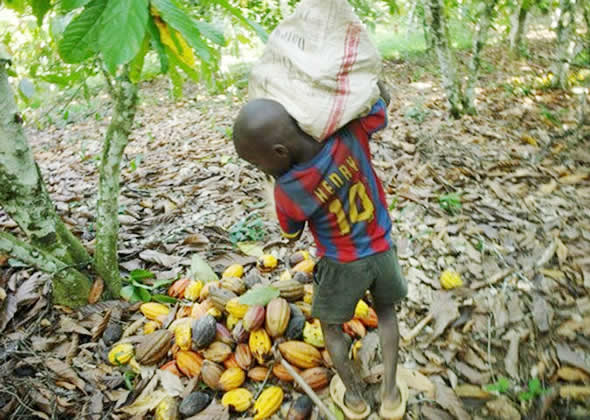 Côte d'Ivoire-Etats-Unis / Poursuivis pour travail forcé dans le cacao : Hershey, Nestle, Cargill, Mars, Mondelez, Barry Callebaut et Olam relaxés