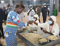 Côte d’Ivoire / Filière cajou : La Bni refuse de financer les transformateurs nationaux