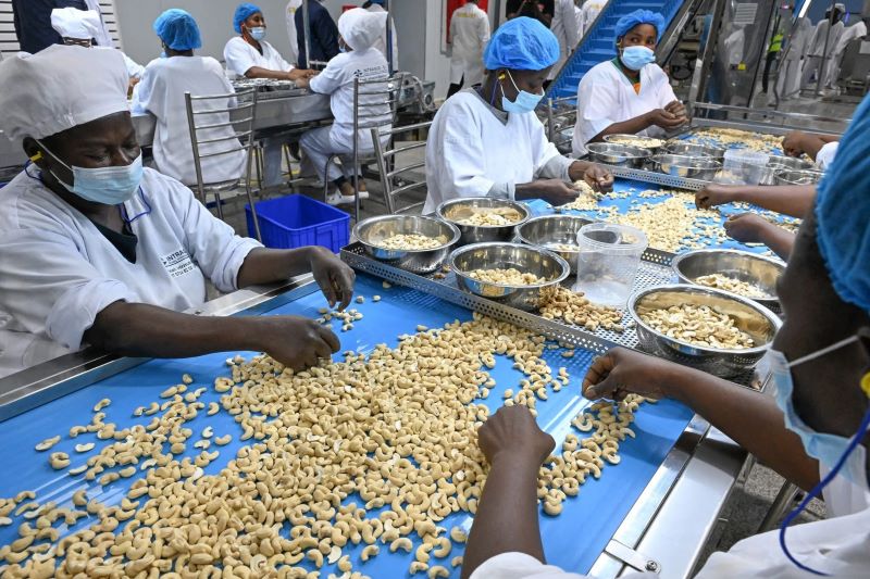 Côte d’Ivoire / Filière cajou : L'or gris en pleine mutation