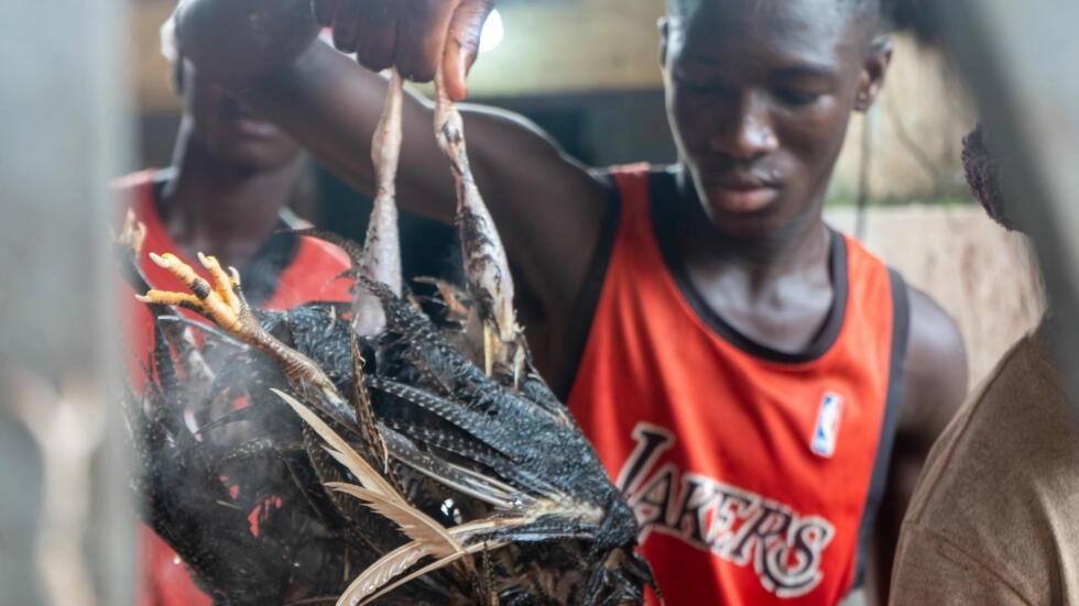 Côte d'Ivoire / La pintade, un incontournable des fêtes qui tend à disparaître des tables