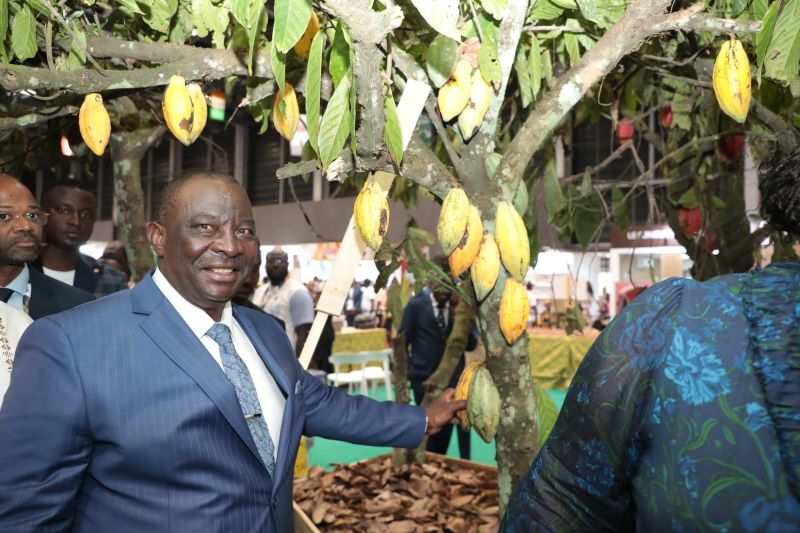 Côte d’Ivoire : Le prix du cacao atteint un record historique de 2200 F CFA /Kilo pour la campagne intermédiaire 2024-2025