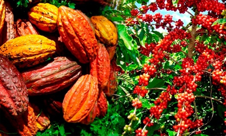 Côte d’Ivoire : Le prix du cacao fixé à 2 800 F CFA et celui du café à 1 700 F CFA pour la campagne 2025-2026