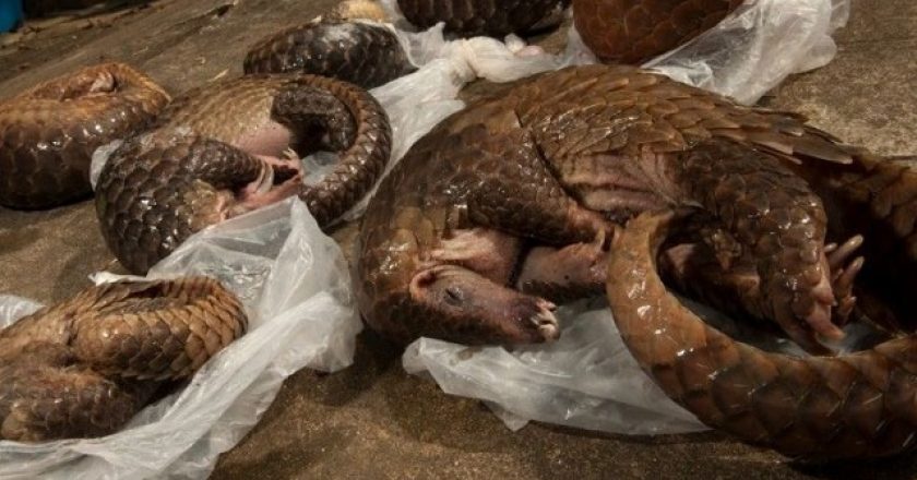 Côte d’Ivoire / Le trafic d’espèces sauvages protégées en hausse malgré la répression : Une croissance de 5 à 7% observée chaque année