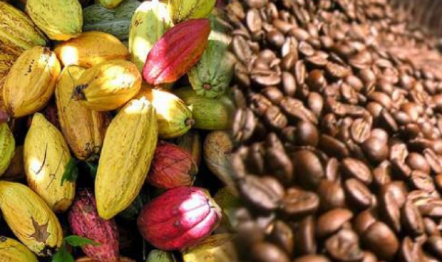 Côte d’Ivoire / Les prix du cacao et du café fixes à 900 f et 750f
