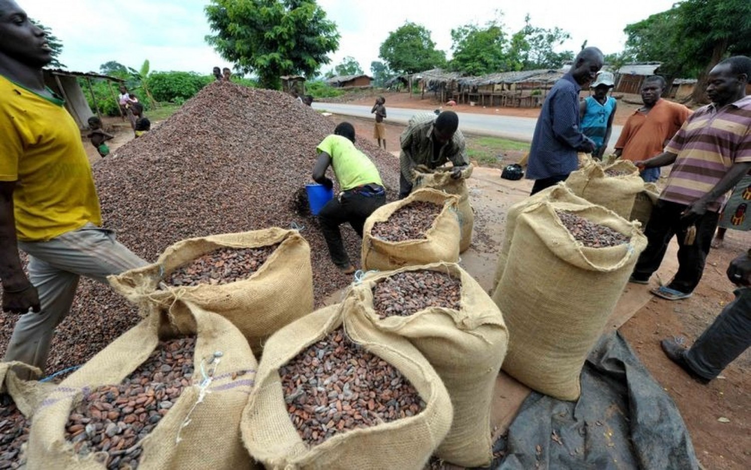 Côte d’Ivoire / Mise en place de l'interprofession Café-cacao : Plus de 100 000 producteurs déjà enrôlés par L'Onpcc-ci