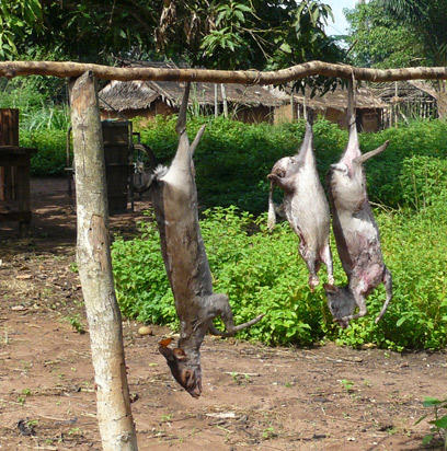 Côte d’Ivoire / Parc national de la Comoé : Un braconnier de 60 ans prend 12 mois de prison ferme