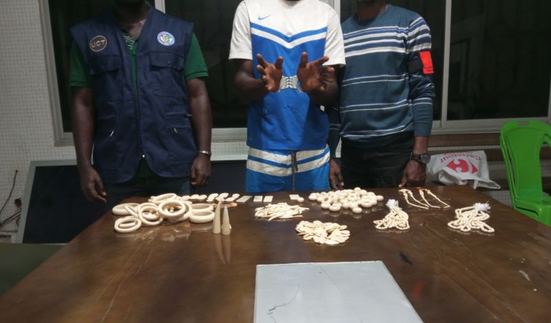 Côte d’Ivoire : Quatre présumés trafiquants arrêtés avec 235 pièces d’ivoires sculptés