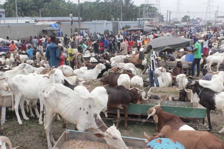 Côte d’Ivoire / Report de l’Assemblée générale de la filière bétail et viande : Le président du Conseil ad’hoc accusé