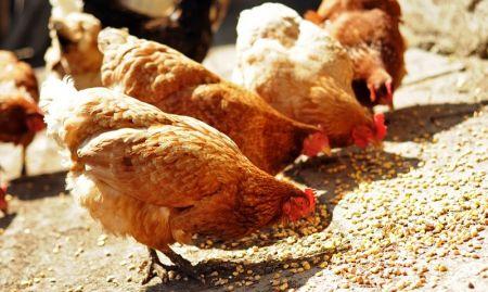 Côte d’Ivoire : Un nouveau foyer de grippe aviaire signalé après cinq ans d’accalmie