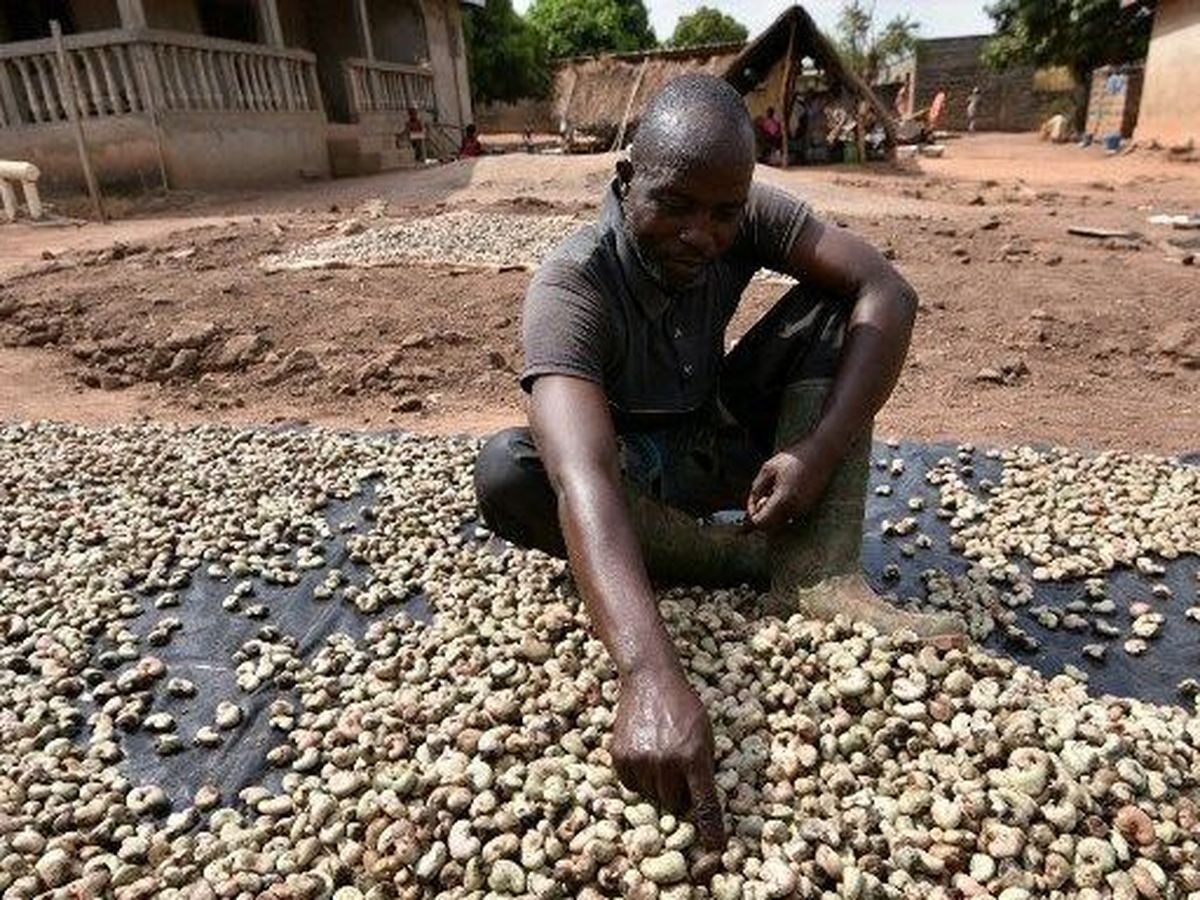 Filière cajou : La Côte d’Ivoire maintient son leadership dans la transformation