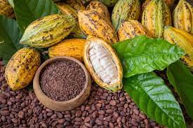 Prime pour le cacao : La Côte d’Ivoire et les multinationales encore en désaccord
