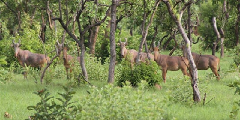 Protection du Parc national de la Comoé : Deux braconniers condamnés à 12 mois de prison