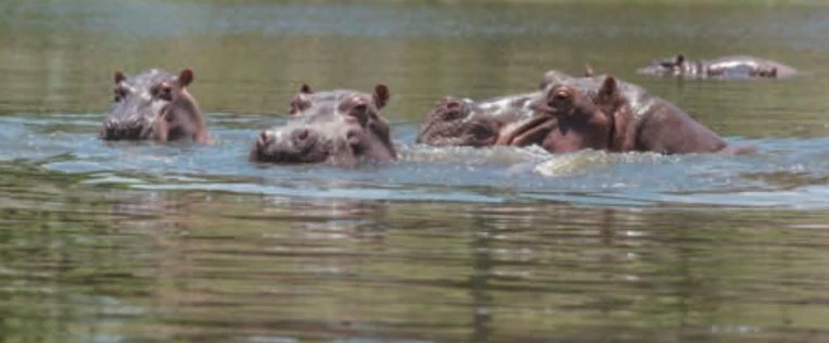 Tiassalé / Les hippopotames attaquent : Un pêcheur tué dans le fleuve Bandama