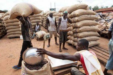 Trafic : Le cacao ivoirien victime d’une contrebande en hausse vers la Guinée et le Liberia