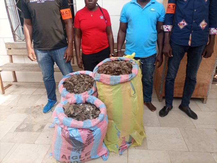 Yopougon / Des marchands illégaux d’écailles de pangolins mis aux arrêts avec 122 kg d’écailles