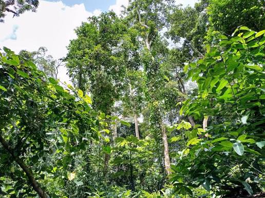 Côte d’Ivoire / Le gouvernement redessine les frontières des forêts pour apaiser les tensions foncières